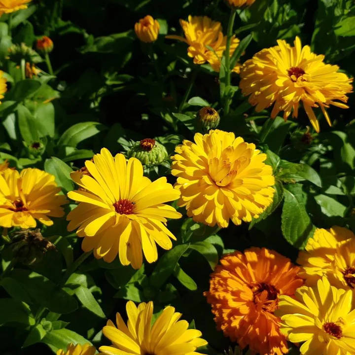 Ringelblumen